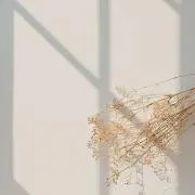 まの画像