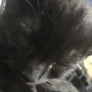 コトラ