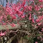 mareの画像