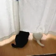 クロシロの画像