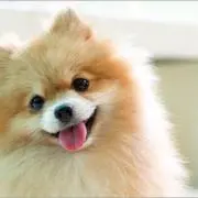 ぴーす【匿名配送】【プロフのご確認を】の画像