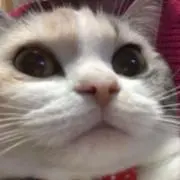 めかまりん