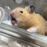Yoshimaの画像