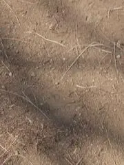 つちの画像