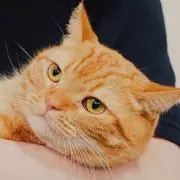 引っ越し準備中の画像