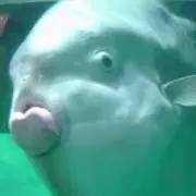 卵ボーロの画像