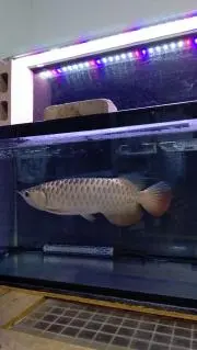 キルア