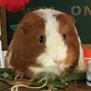 aーuの画像