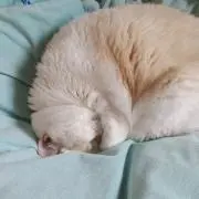 しゅがーの画像
