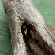 まりーの画像