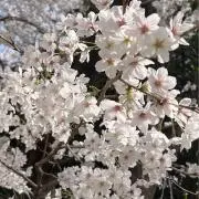 torocoの画像