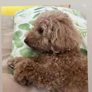 シェルの画像