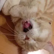 チャイロ