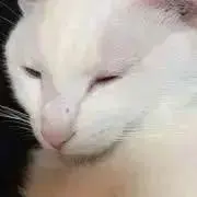 ぷりこ　プロフお読みくださいの画像