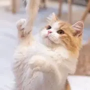 やーやの画像