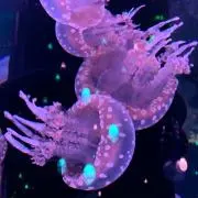 seamoonの画像