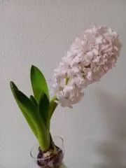 smlcの画像