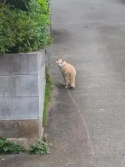 Jキタムラの画像