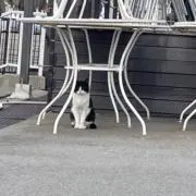 つきの画像