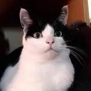 ほわほわの画像