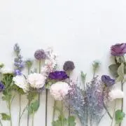 NOVの画像