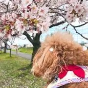 Yの画像