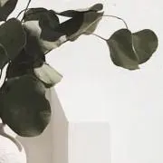 わらびの画像