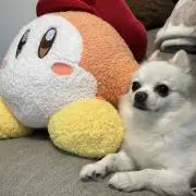I.Aの画像