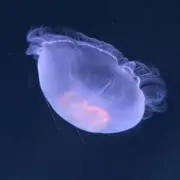 なっちゃん