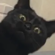 カケツ⚠️猫飼ってます。