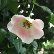 もみの木の画像