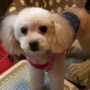 トモチャン
