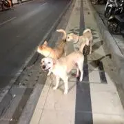がまぐちの画像