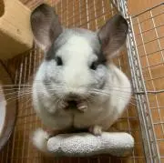 マサの画像