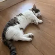 マルの画像