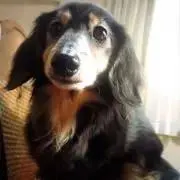 hiの画像