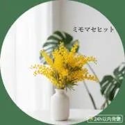 Image of ✨️ミモザ✨セレクト✨