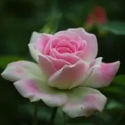 希少 廃盤 バラの妖精】シシリーメアリーバーカー ペアティーカップ