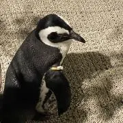 ぽんずの画像