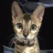 まなふぃ