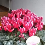 ルリルカ