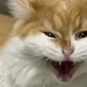 べる　プロフ見てねの画像