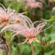 swamp ashの画像