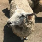 ひつじの画像