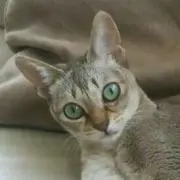 まゆ