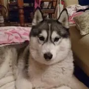 chobimariの画像