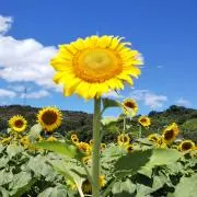ひまわり33の画像