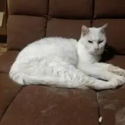 シシマル