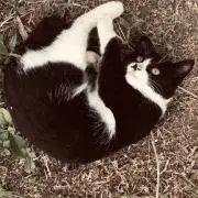 ZAARA