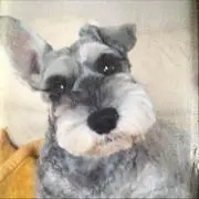 クッキーママの画像